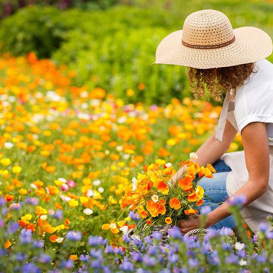A vibrant mix of orange California Poppy Flower Seed mix in a garden setting.