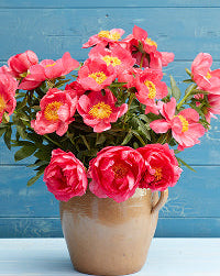 Potted plant with pink flowers against a blue wall