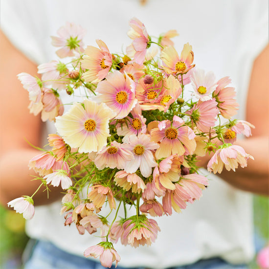 Close-up of Apricot Lemonade Cosmos flower, showing soft apricot-orange petals and yellow center.