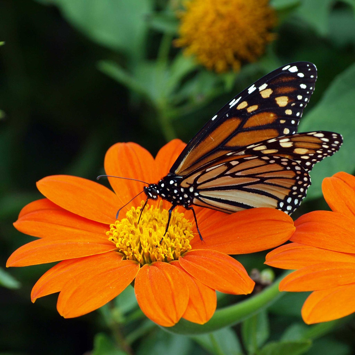 Seeds and Flower Bulbs that Attract Pollinators