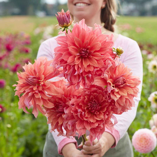 A person holding a bouquet of Belle of Barmera dahlia flowers in a garden setting.