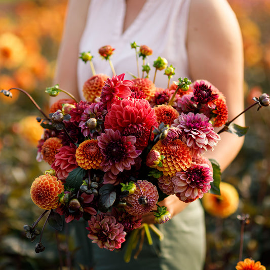 A person holding a bouquet of Old Rose Mix dahlia flowers in a garden setting.