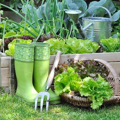vegetable garden in raised bed