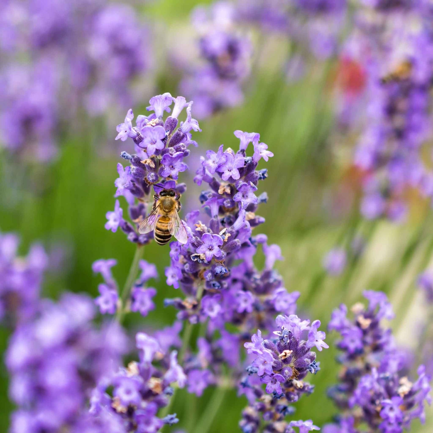 Lavender Seeds