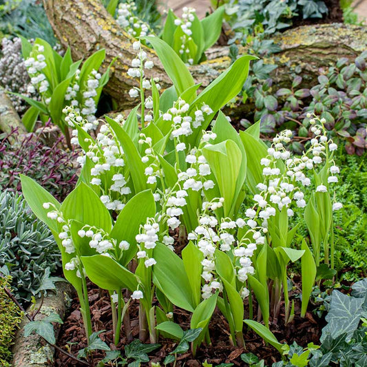 Lily of the valley with delicate white blooms and green leaves against a dark background. | copyright: Floramedia UK Ltd
