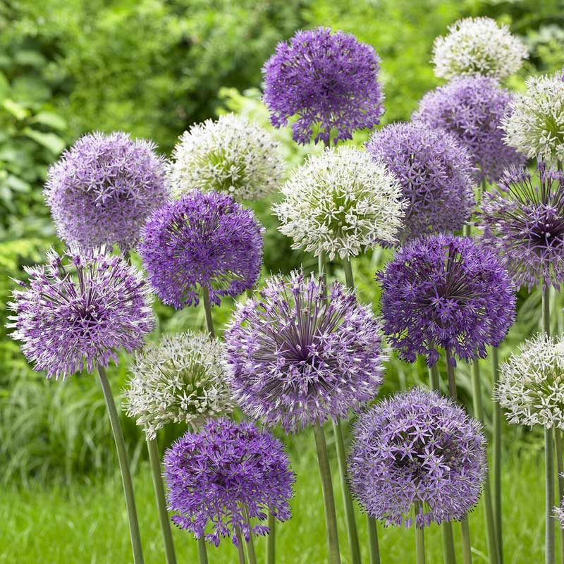 Deer Resistant Flower Bulbs and Seeds