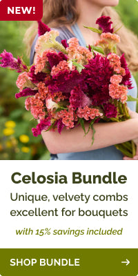 products celosia-bundle-rooster-pink-purple banner