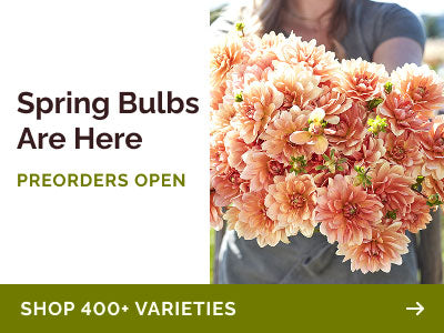 collections spring-bulbs banner