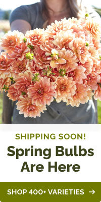 collections spring-bulbs banner
