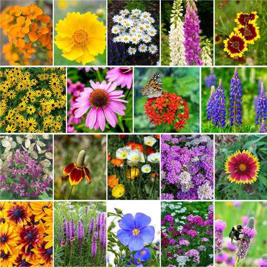 Collage of various colorful flowers in different settings