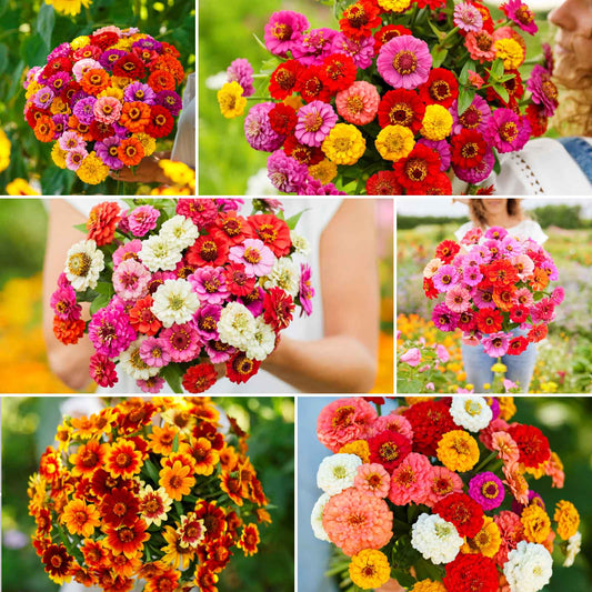 Colorful zin master wildflower mix zinnia blooms in a natural garden setting