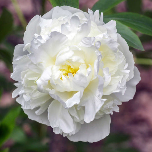 peony duchess de nemours
