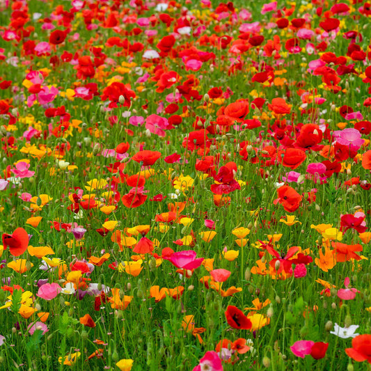 Red Poppy Power Flower Seed Mix field in full bloom on a bright green background