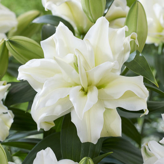 White roselily zeta with many layered petals against a soft green garden background.