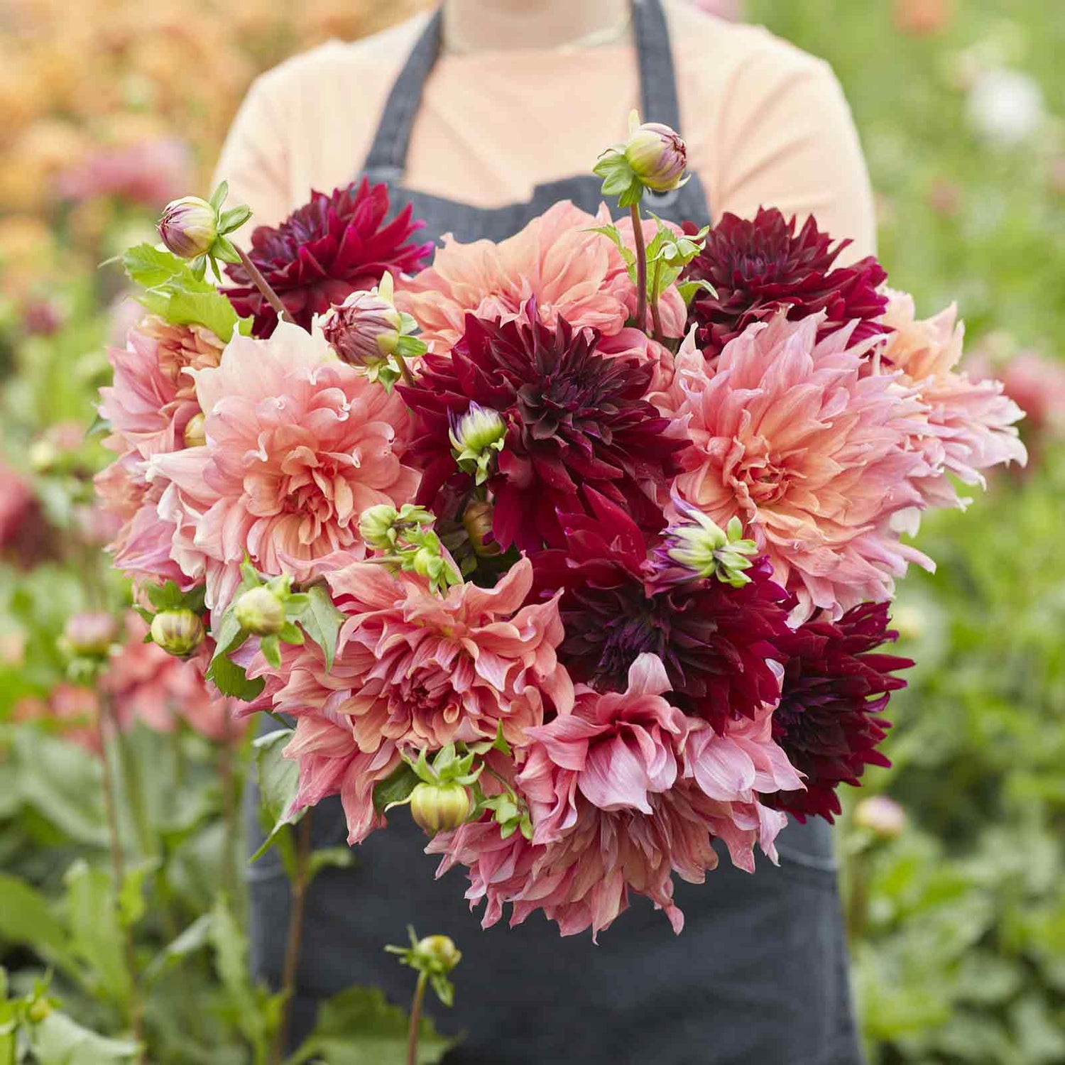 Flower Bulbs for Handpicked Bouquets