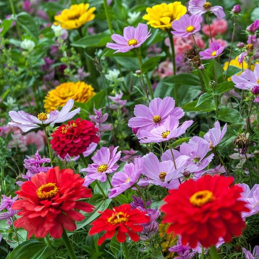 cosmos and zinnias
